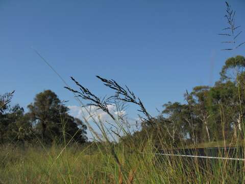 Image of weeping lovegrass