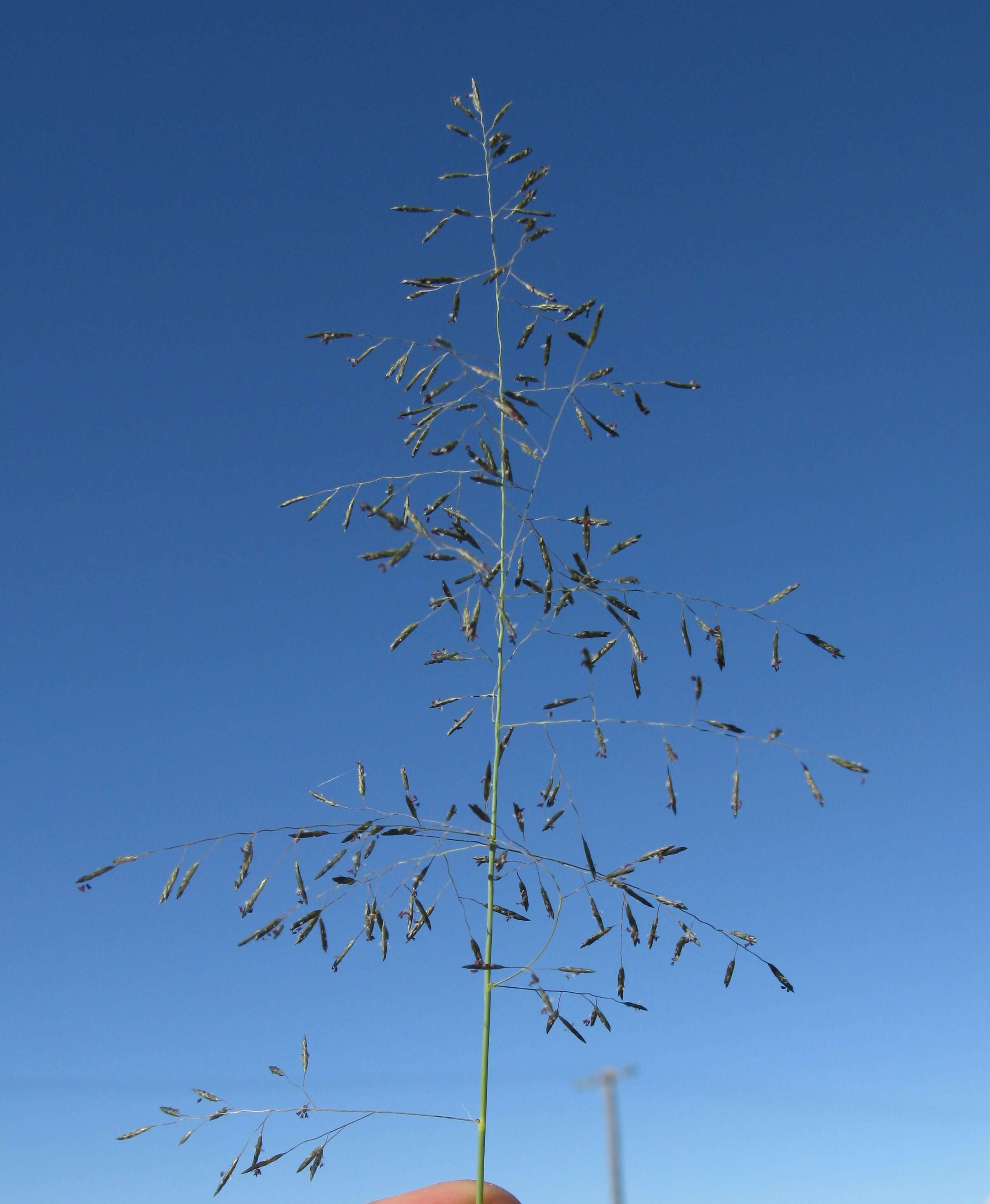 Image of weeping lovegrass