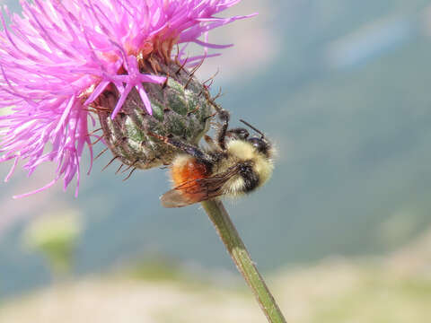 Image of Bombus monticola Smith 1849