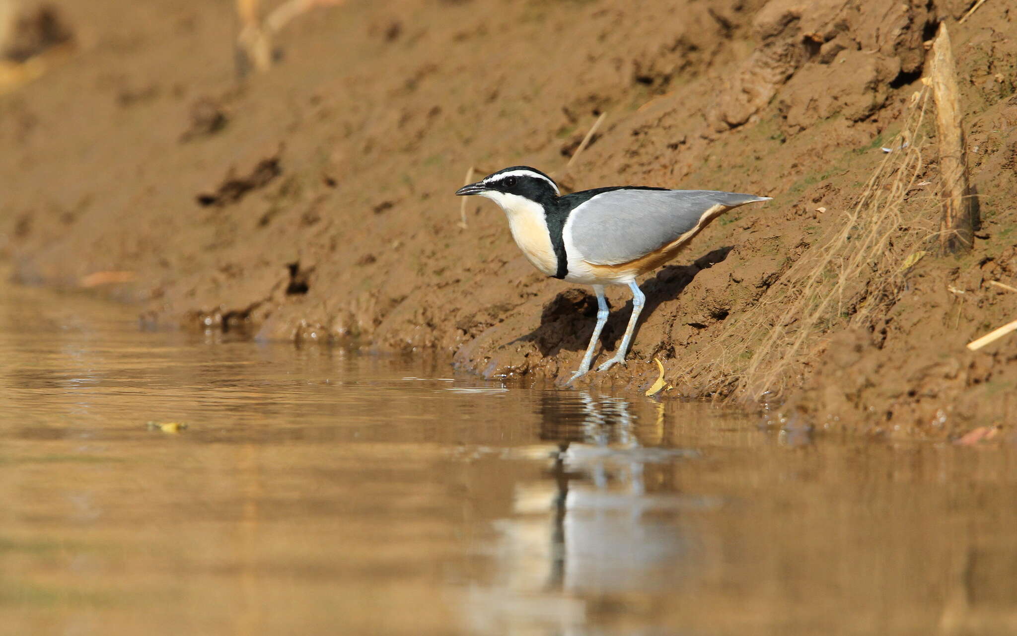 Image of Egyptian plovers