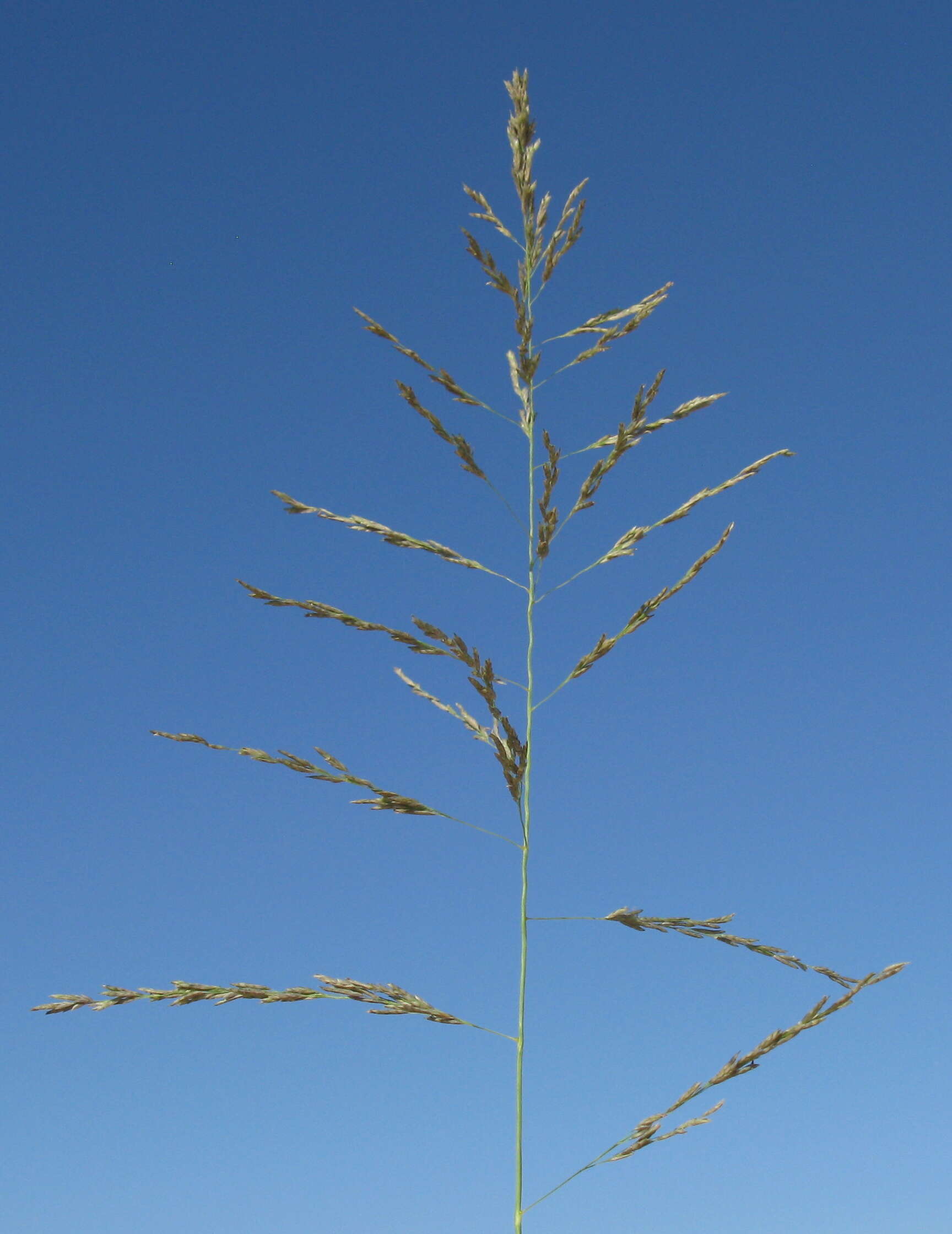 Image of weeping lovegrass