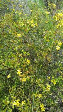 Image de Hypericum limosum Griseb.