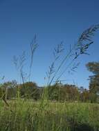 Image of weeping lovegrass