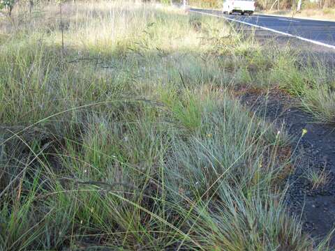 Image of weeping lovegrass