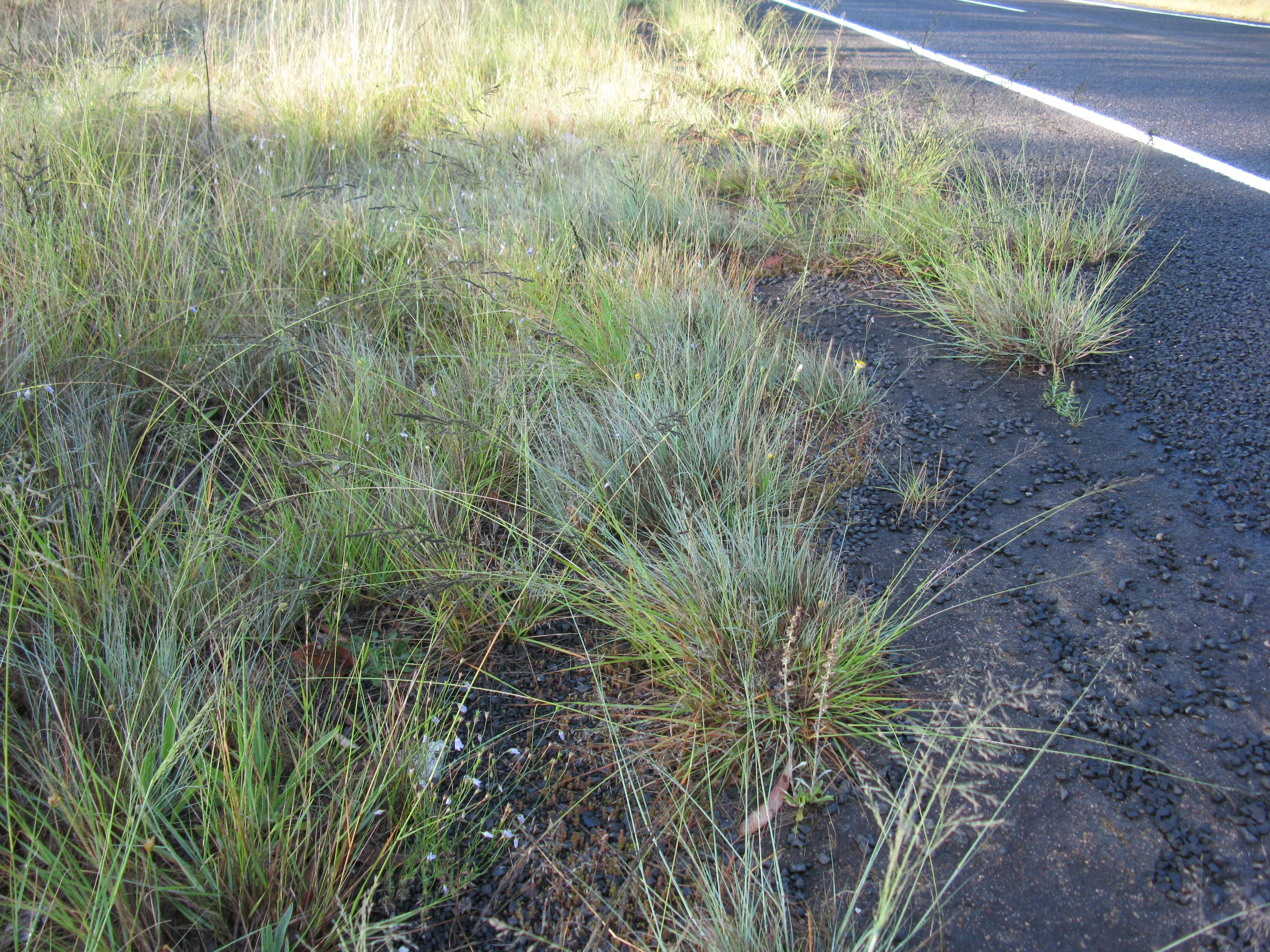 Image of weeping lovegrass