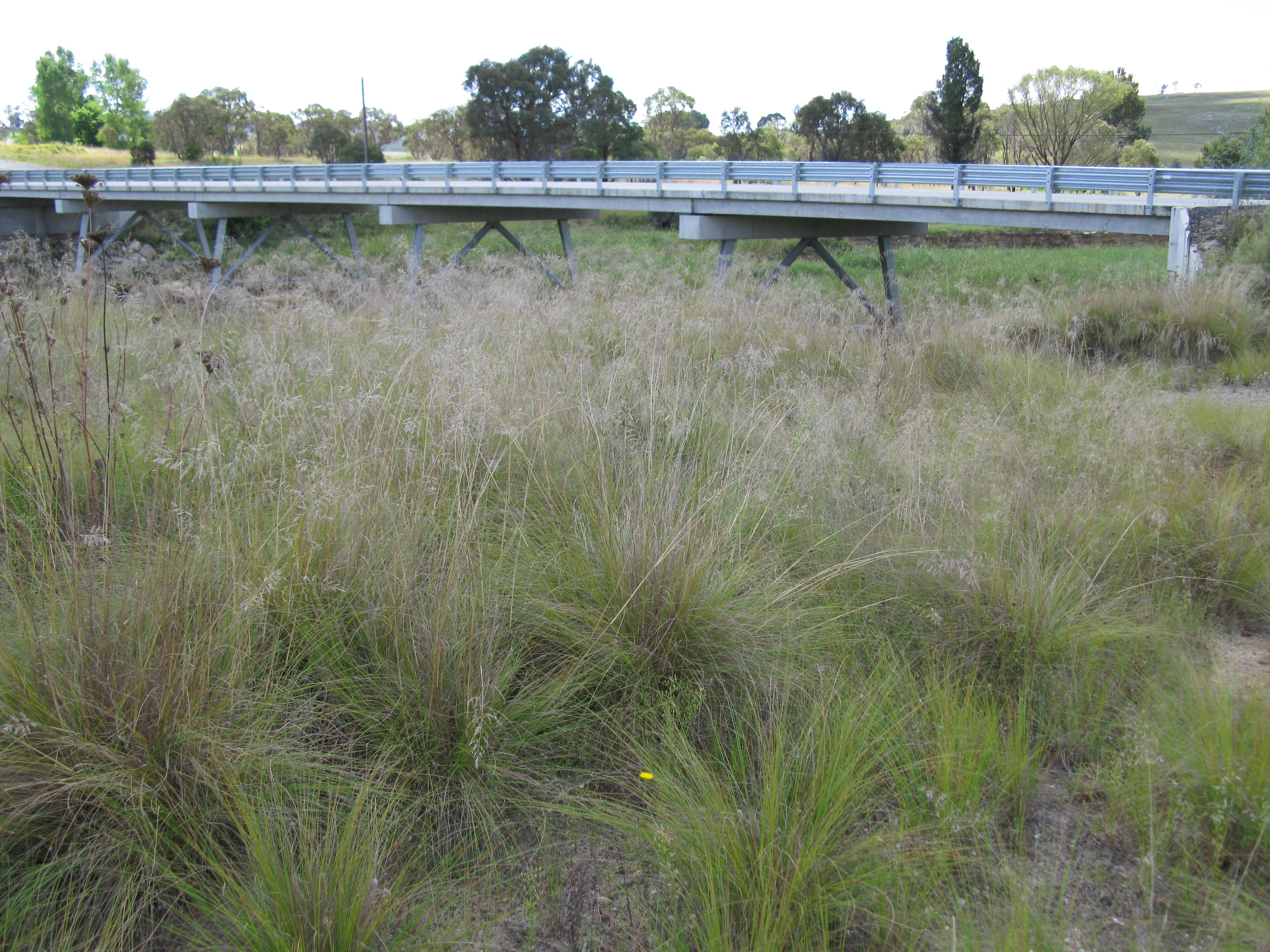 Image of weeping lovegrass