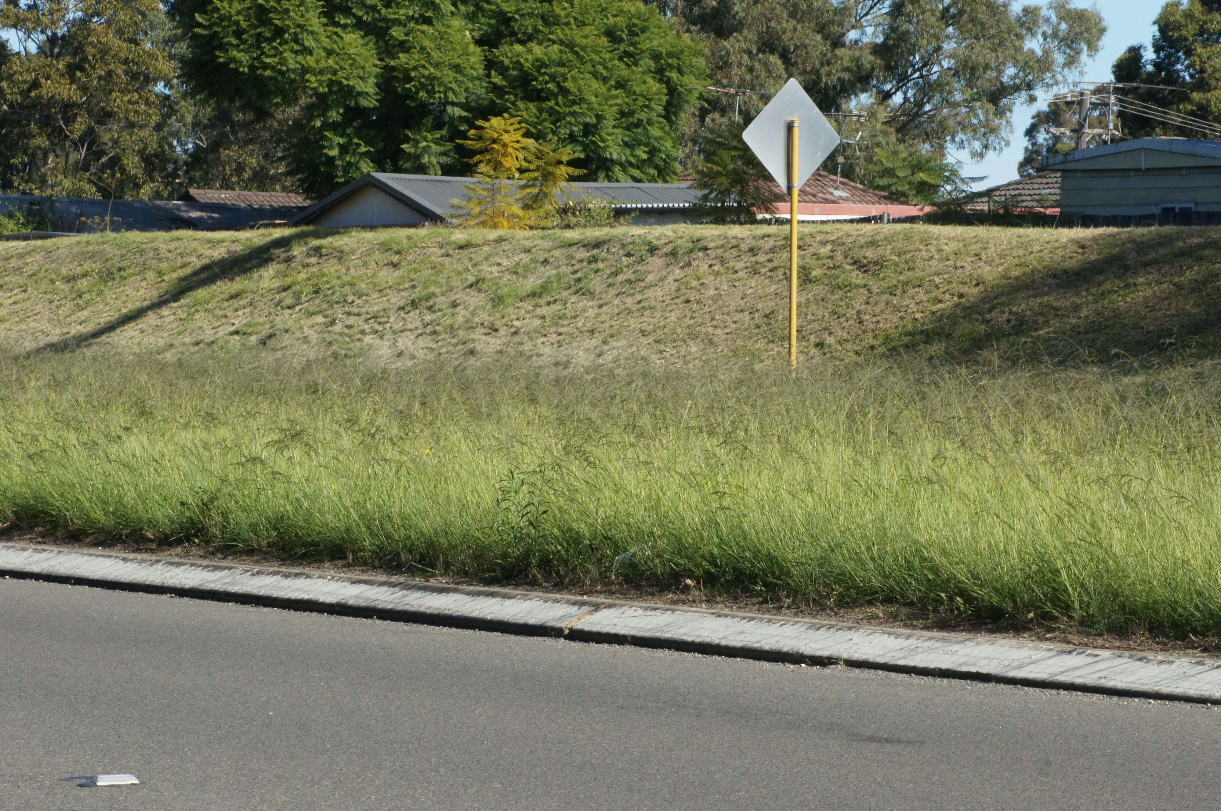 Image of weeping lovegrass