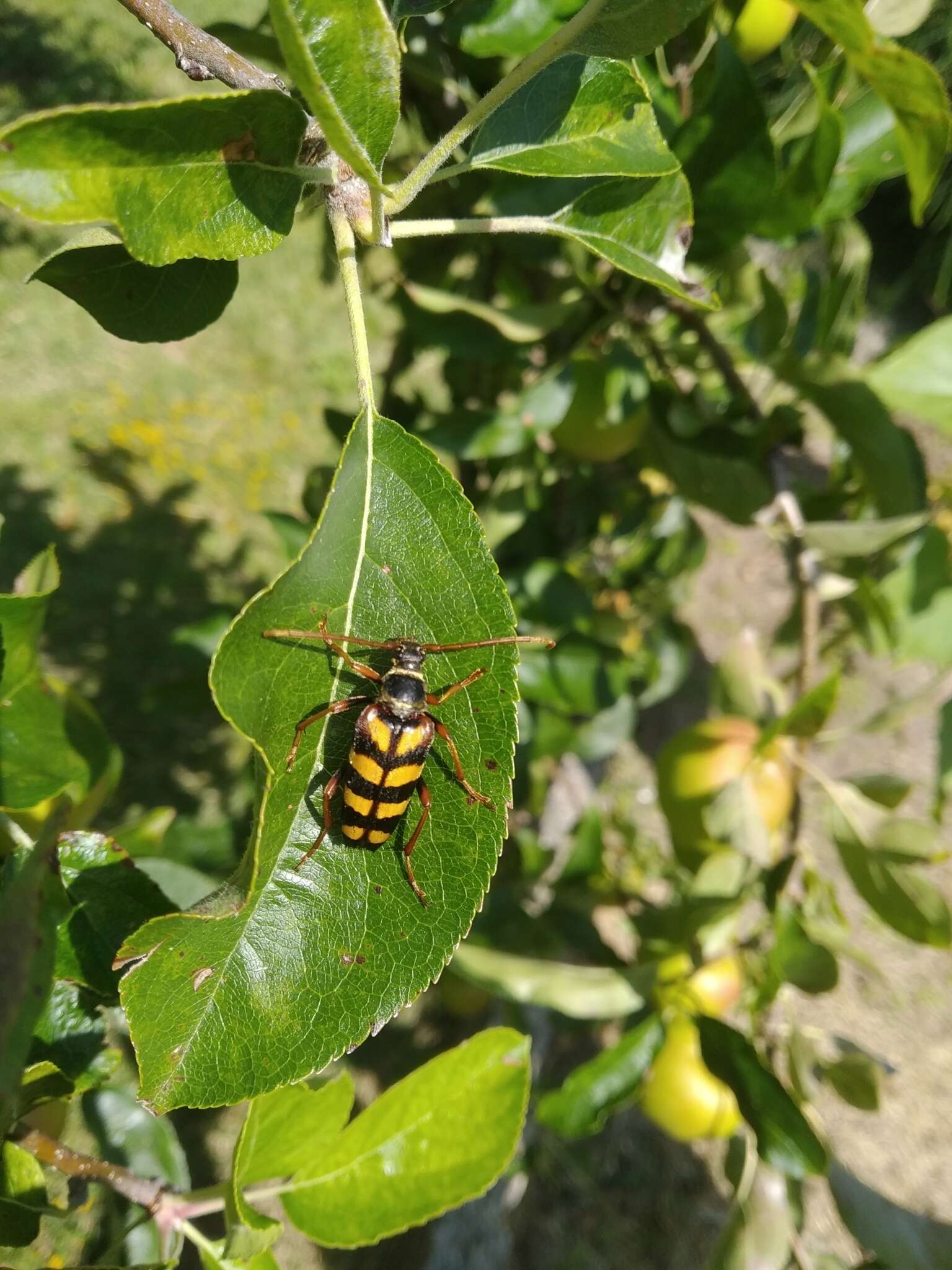 Image of Leptura aurulenta Fabricius 1793