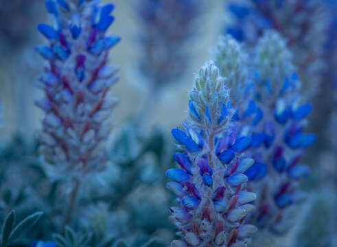 Image of desert lupine