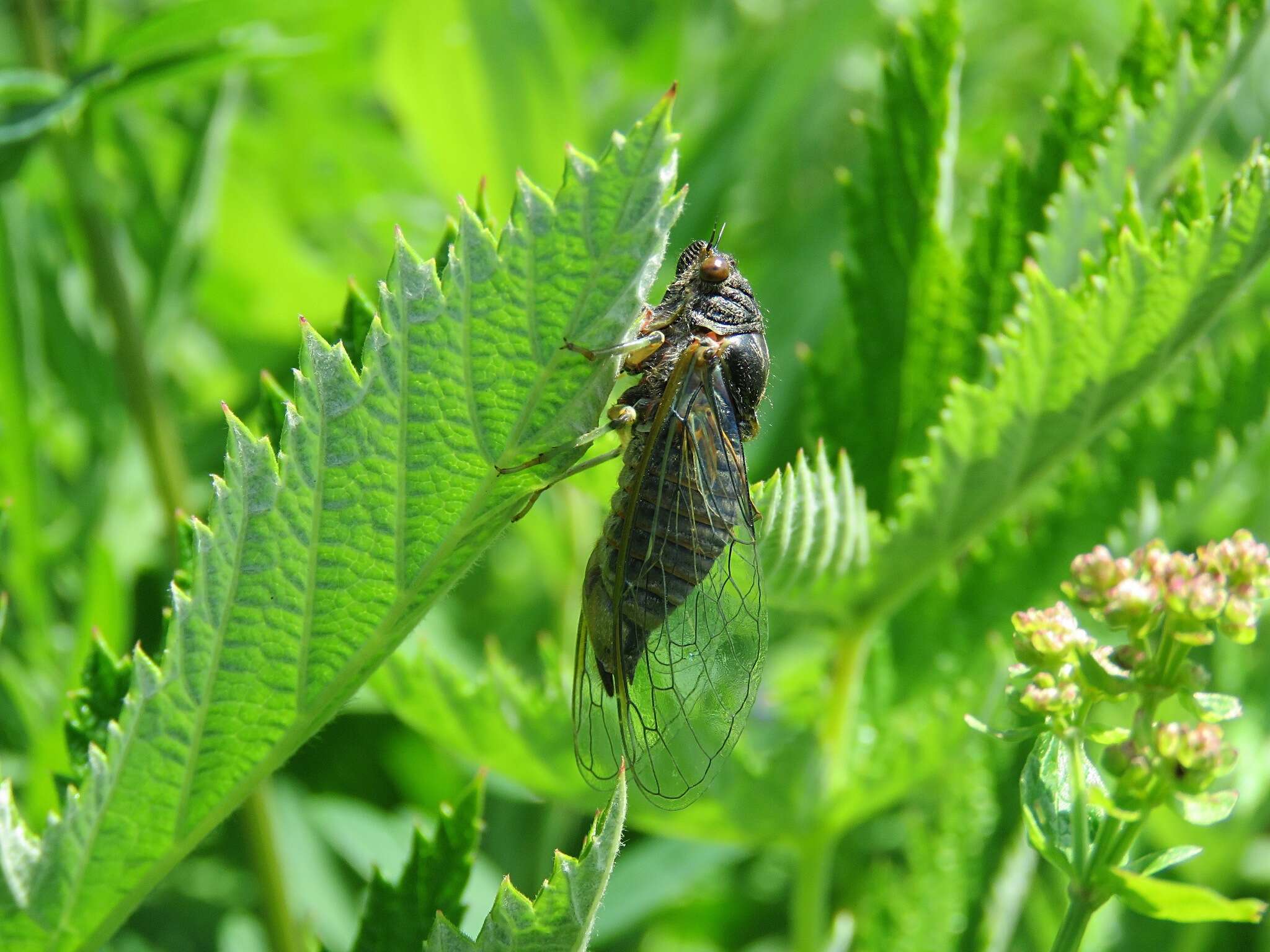 Image of New Forest cicada