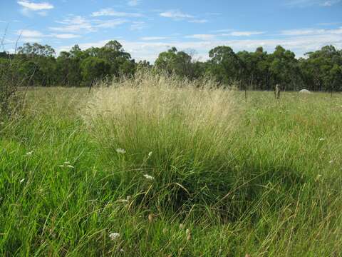 Image of weeping lovegrass