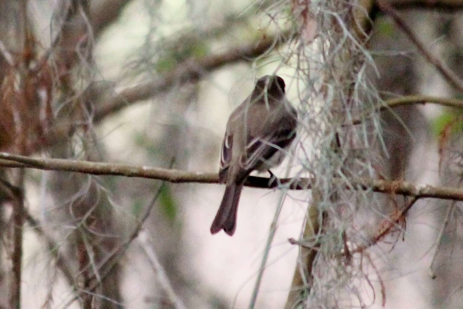 Image of Eastern Phoebe