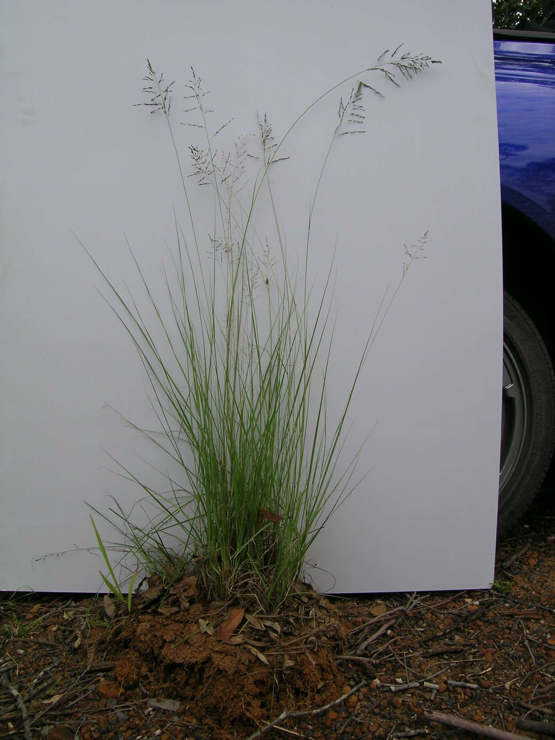 Image of weeping lovegrass