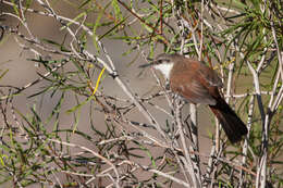 Ochetorhynchus melanurus melanurus (Gray & GR 1846) resmi