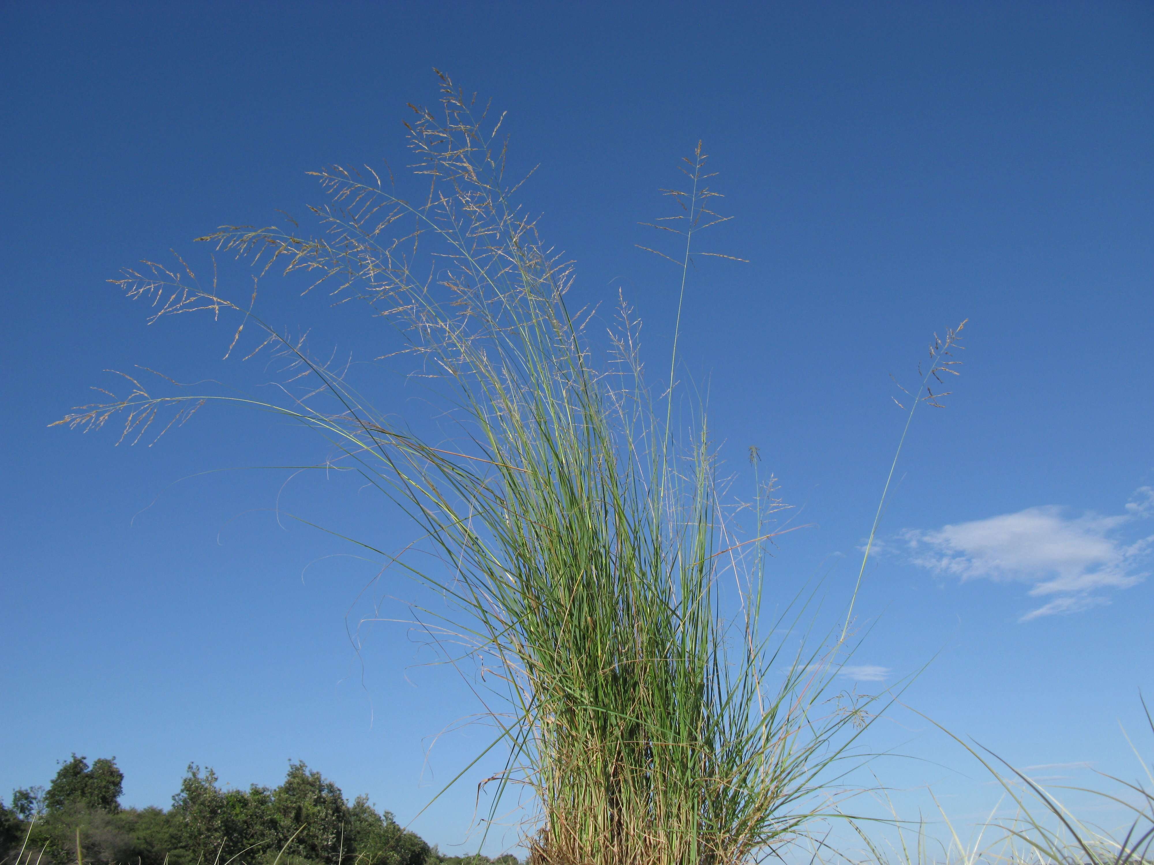 Image of weeping lovegrass