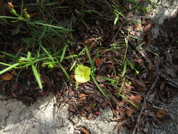 Image of Yellow Hibiscus