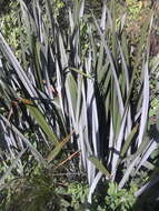 Image of New Zealand flax