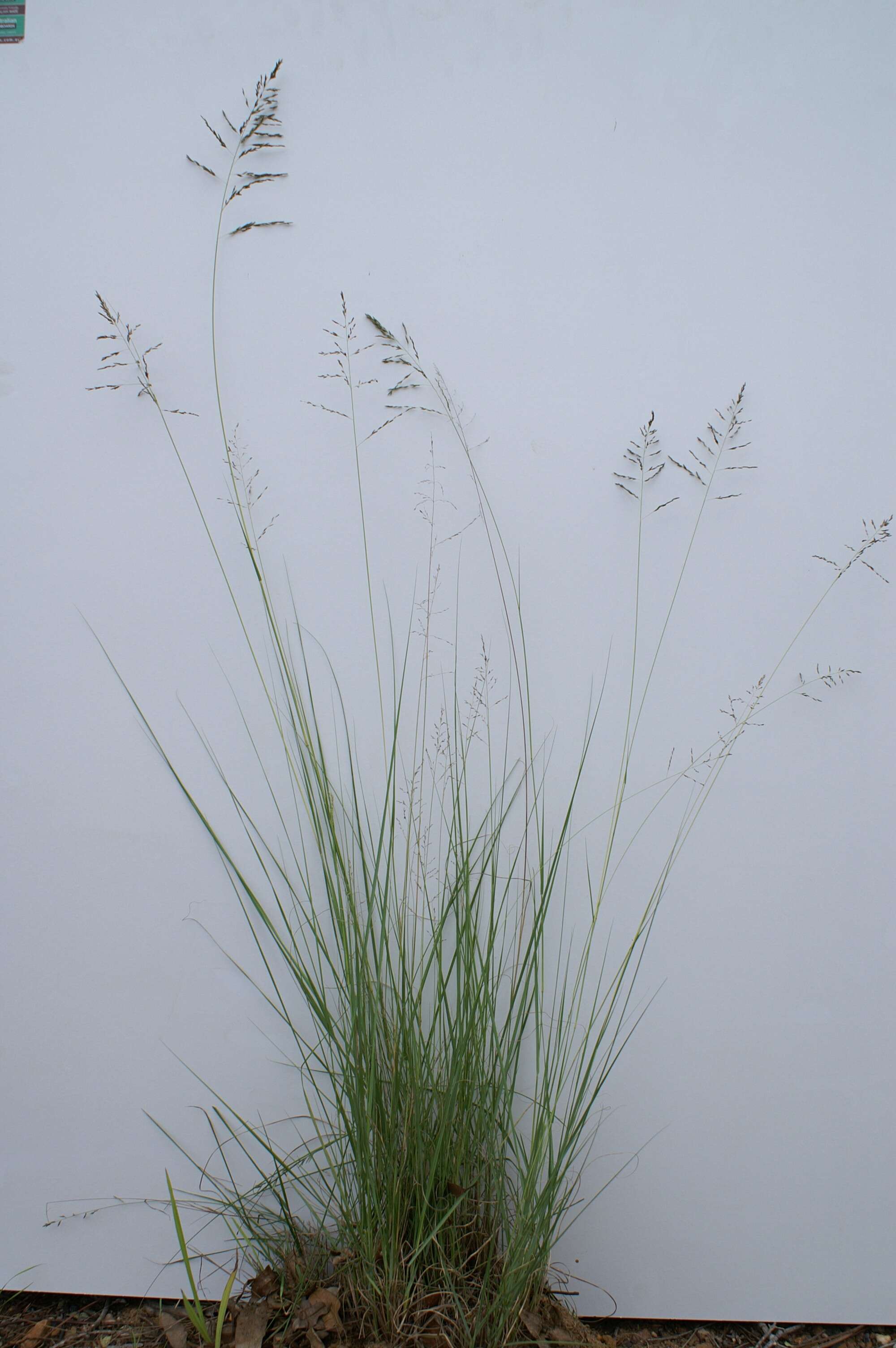 Image of weeping lovegrass