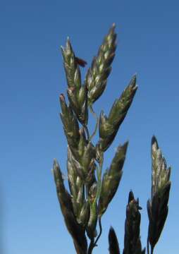 Image of weeping lovegrass