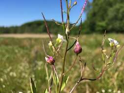 Image of Dasineura cardaminis (Winnertz 1853)