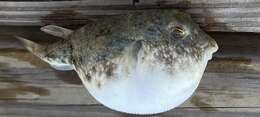 Image of Least Puffer