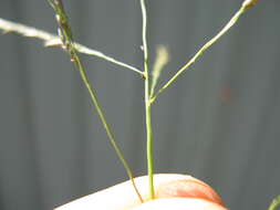 Image of Indian lovegrass