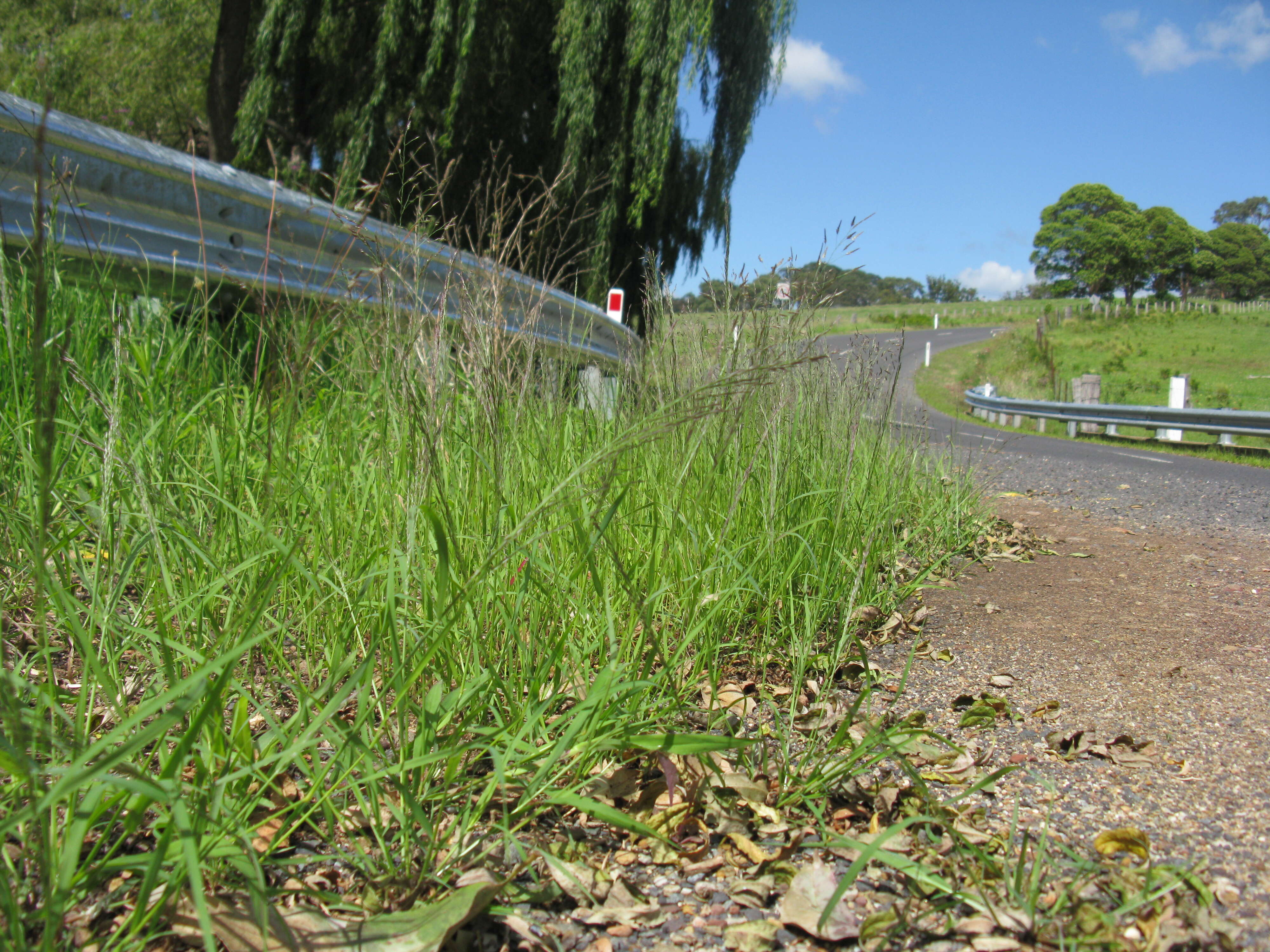 Image of Indian lovegrass