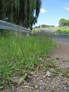 Image of Indian lovegrass