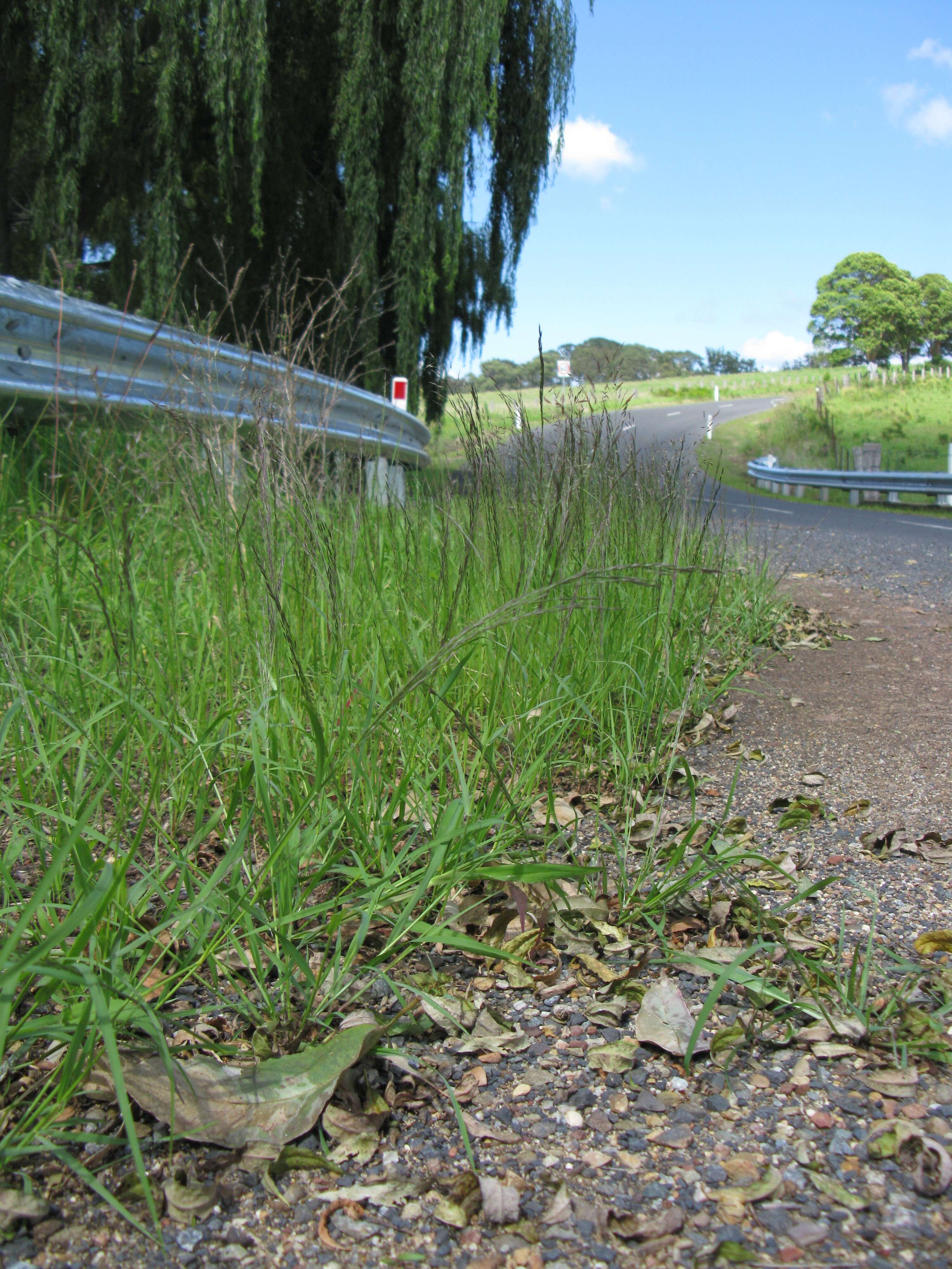 Image of Indian lovegrass