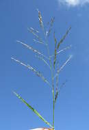 Image of Indian lovegrass