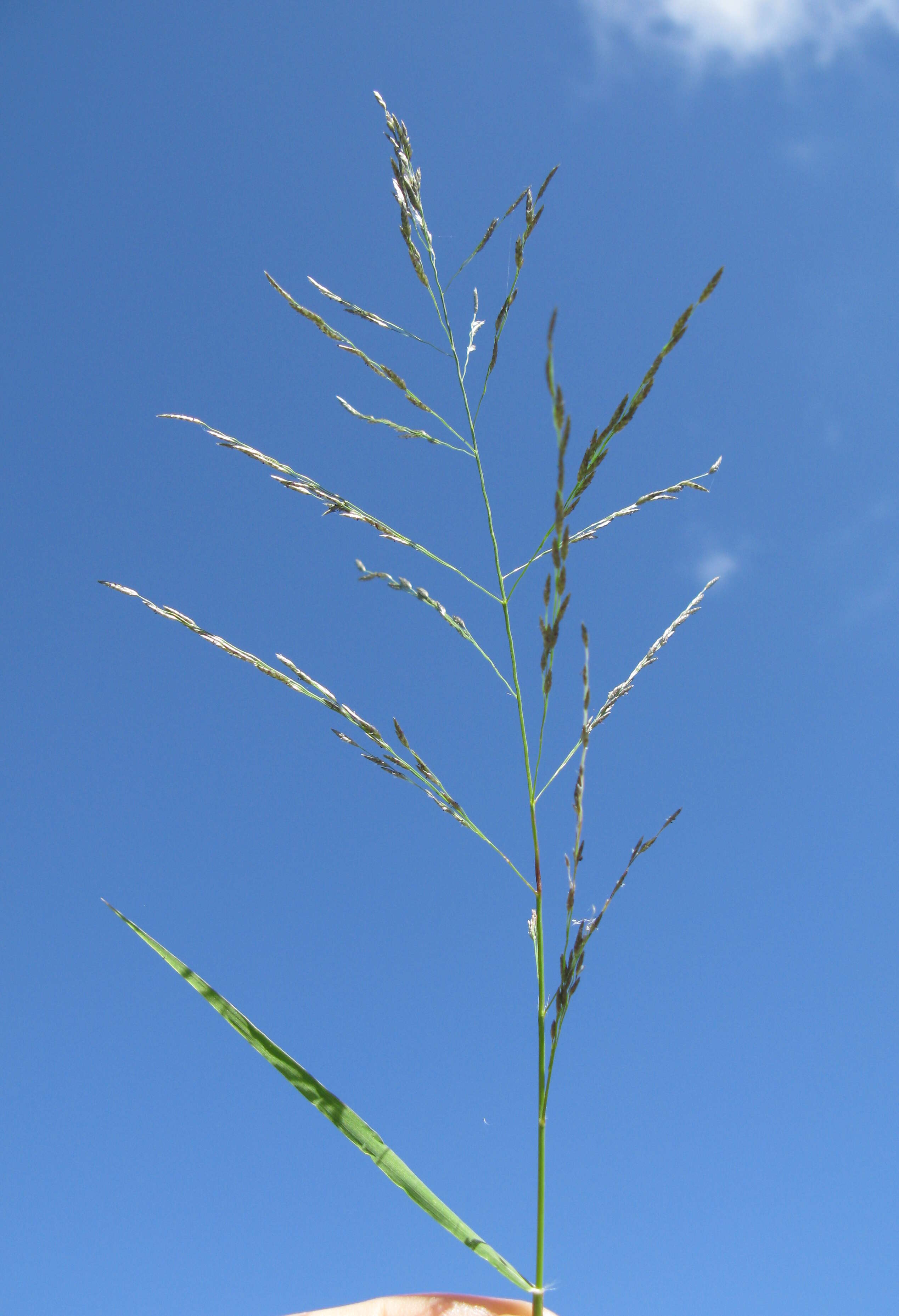 Image of Indian lovegrass