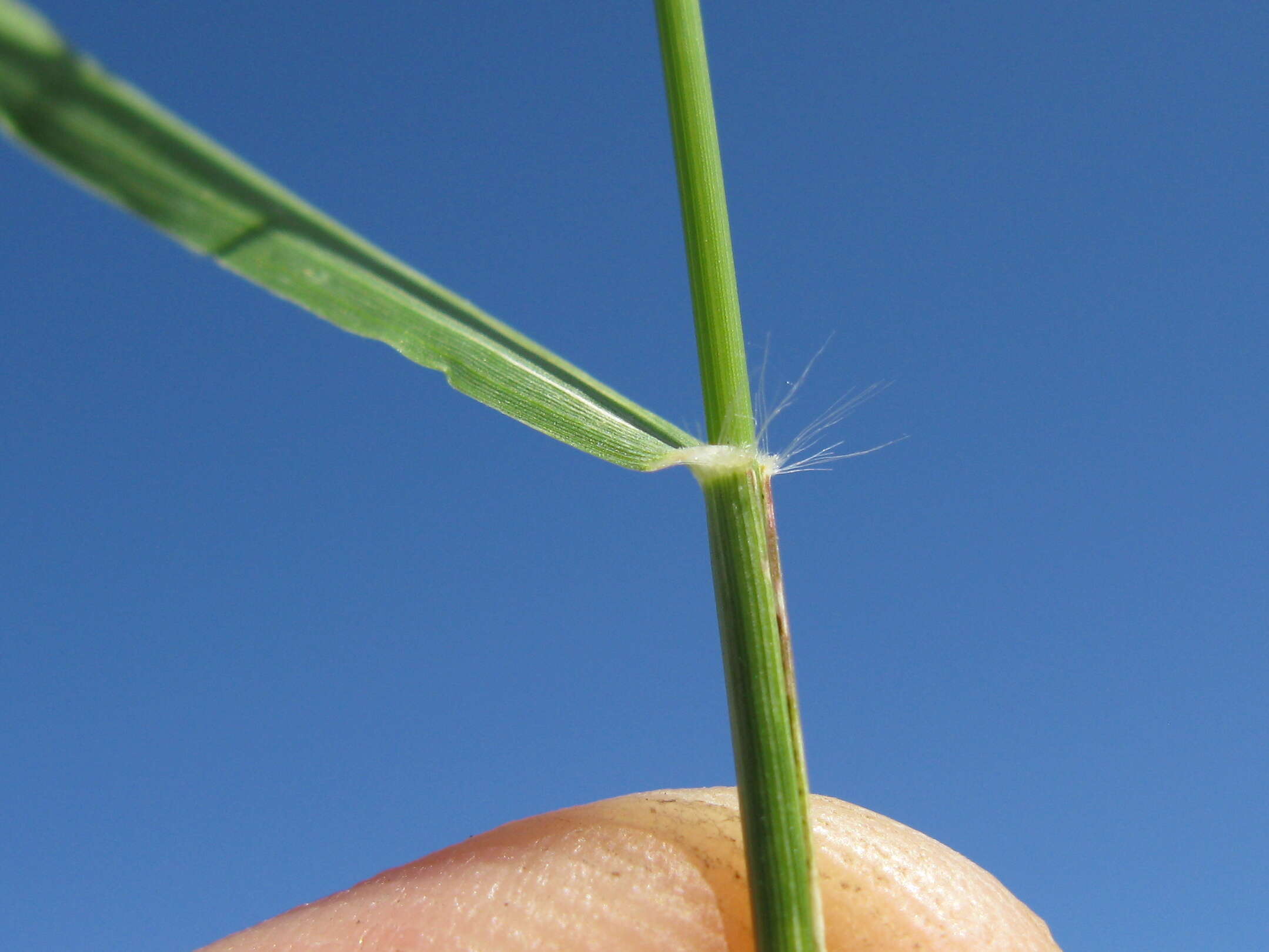 Image of Indian lovegrass