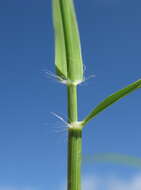 Image of Indian lovegrass