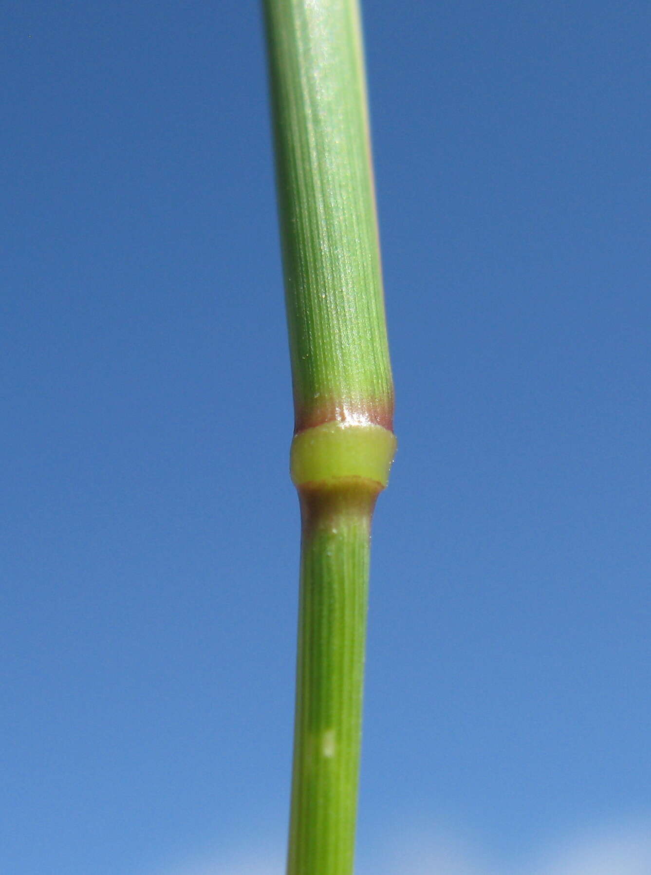 Image of Indian lovegrass