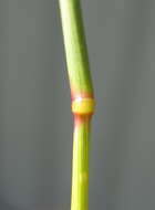 Image of Indian lovegrass