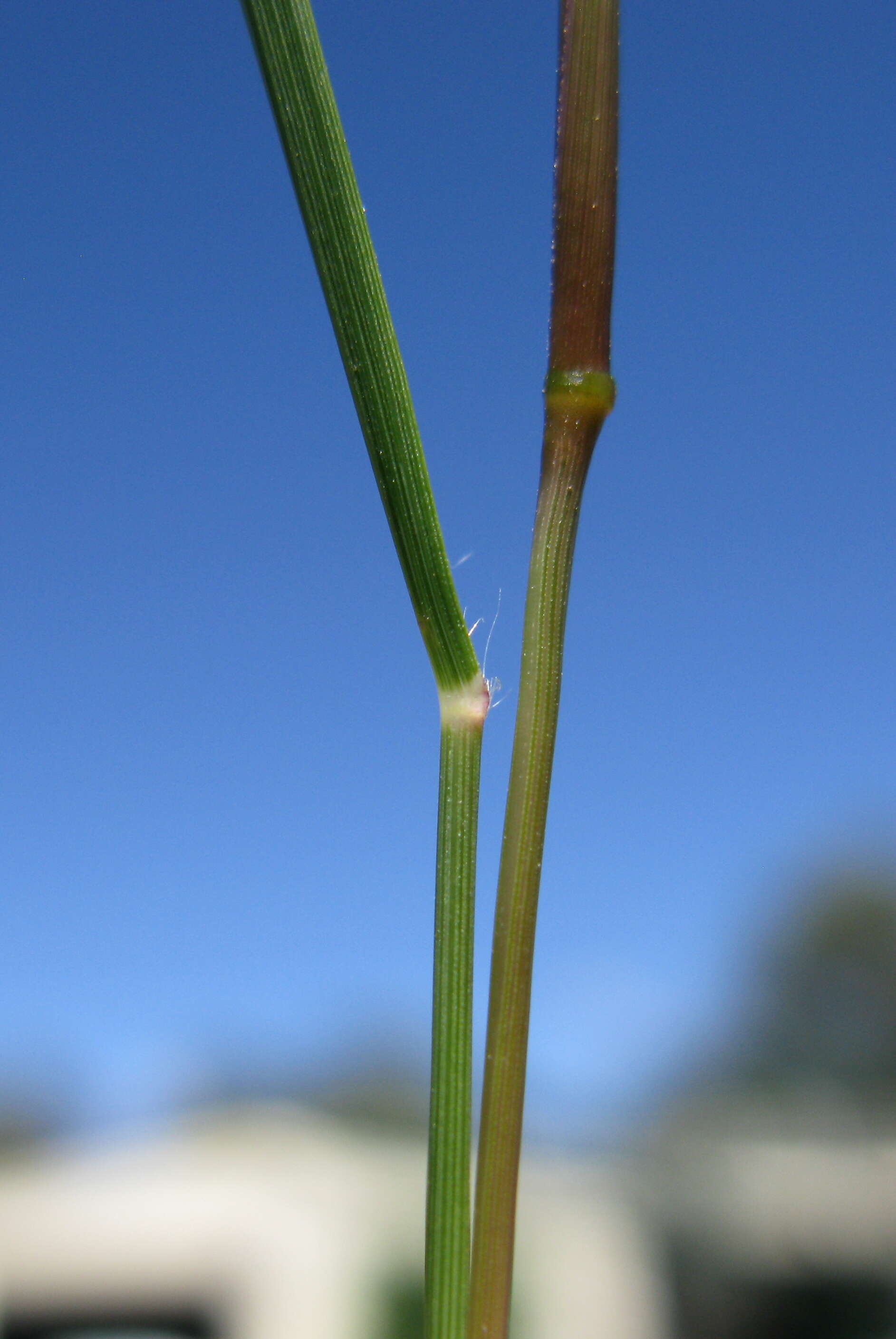 Image of Indian lovegrass