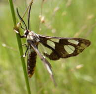 Sivun Ceryx anthraciformis Wallengren 1860 kuva