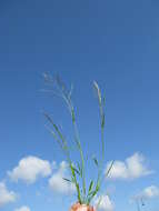 Image of Indian lovegrass