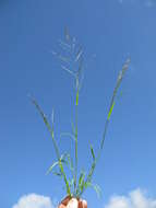 Image of Indian lovegrass