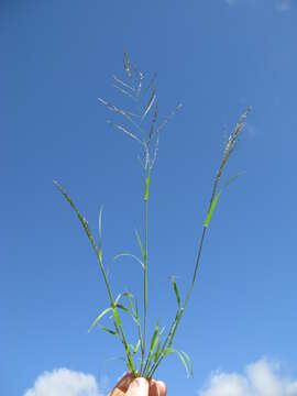 Image of Indian lovegrass