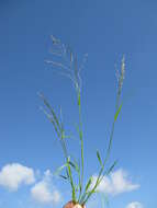 Image of Indian lovegrass