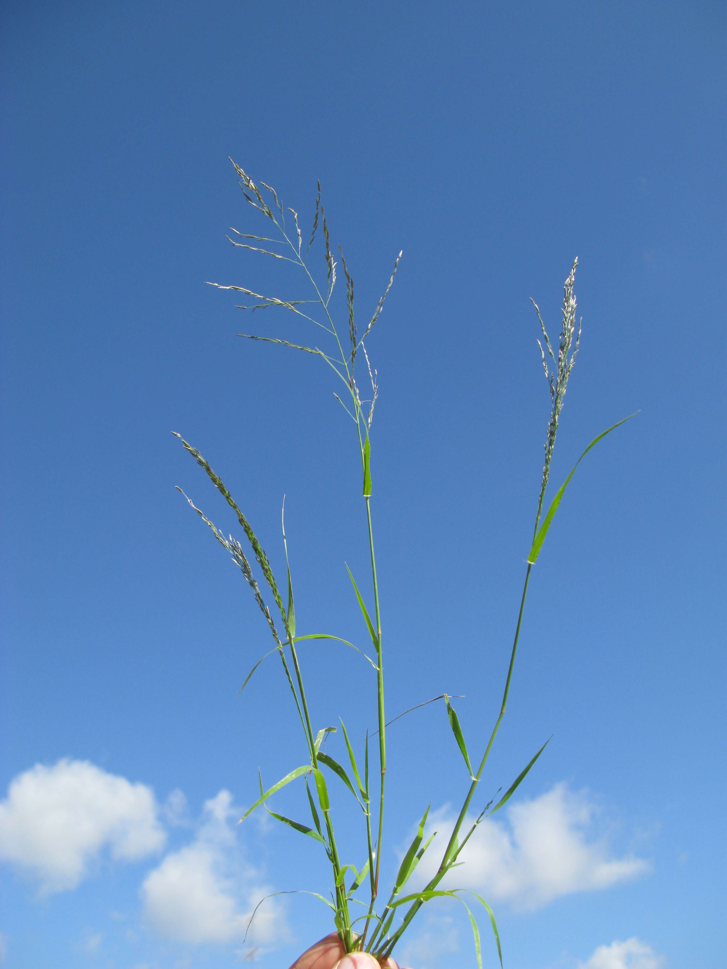 Image of Indian lovegrass