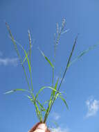 Image of Indian lovegrass