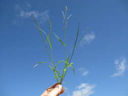 Image of Indian lovegrass