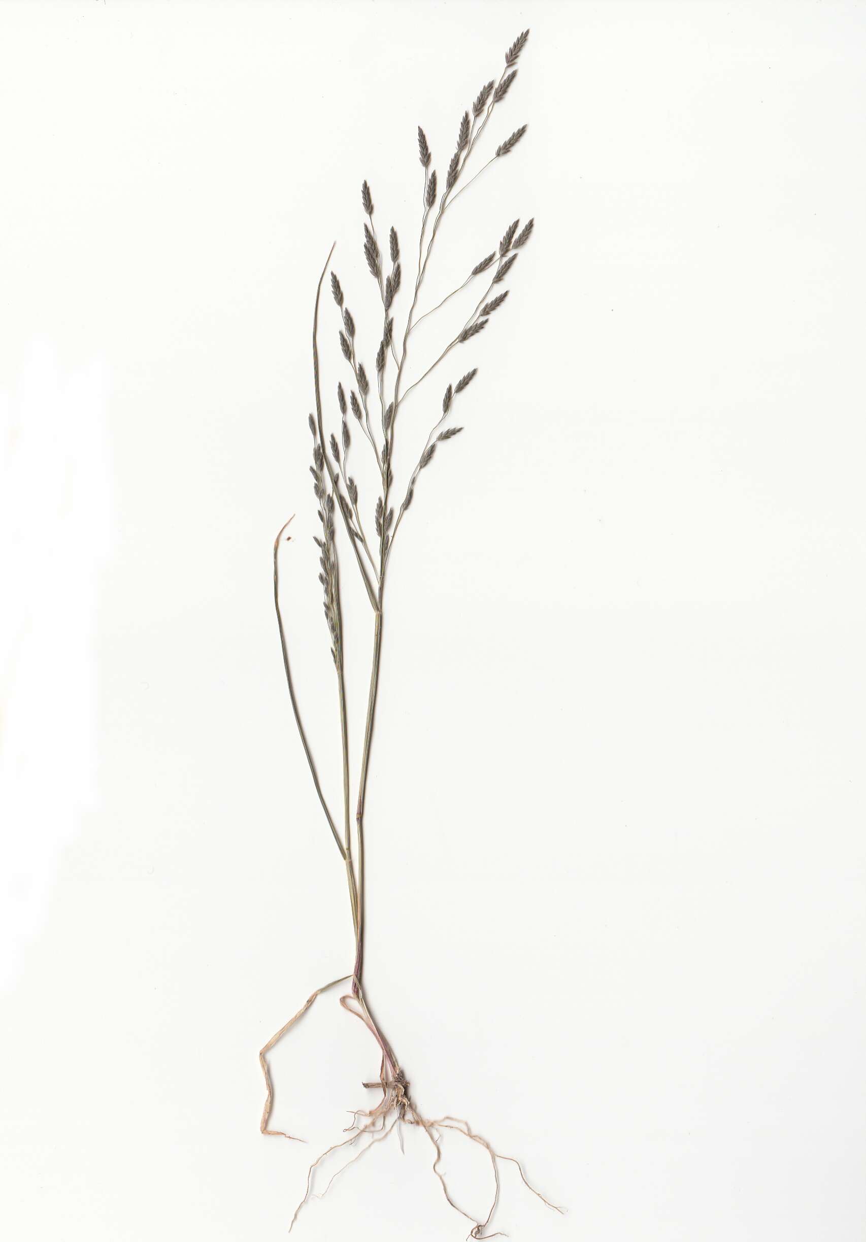 Image of Indian lovegrass