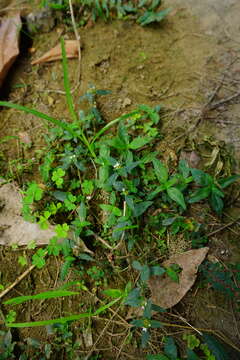 Image of whorled oldenlandia