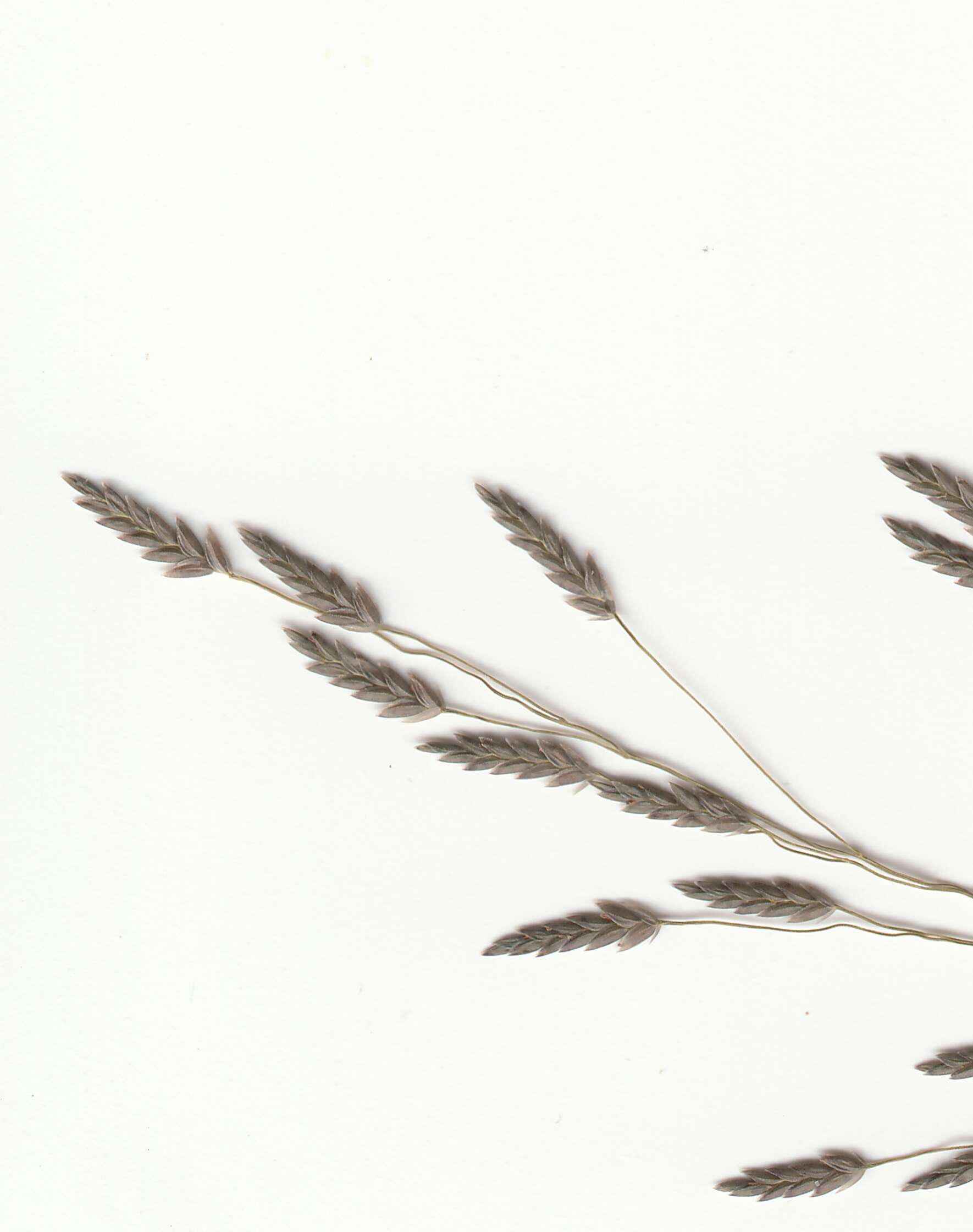 Image of Indian lovegrass