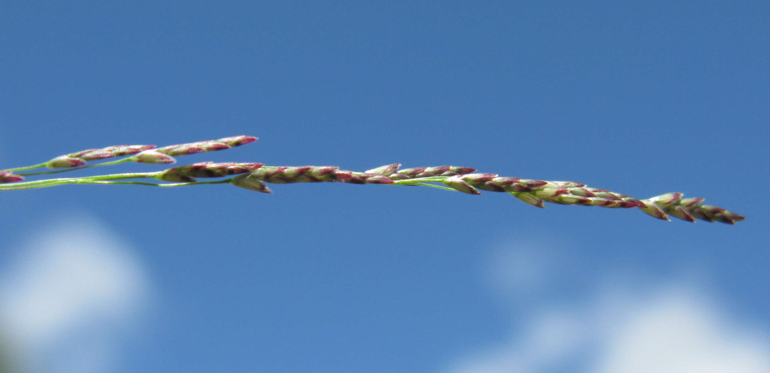 Image of Indian lovegrass