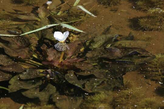 Image of Duck-Lettuce