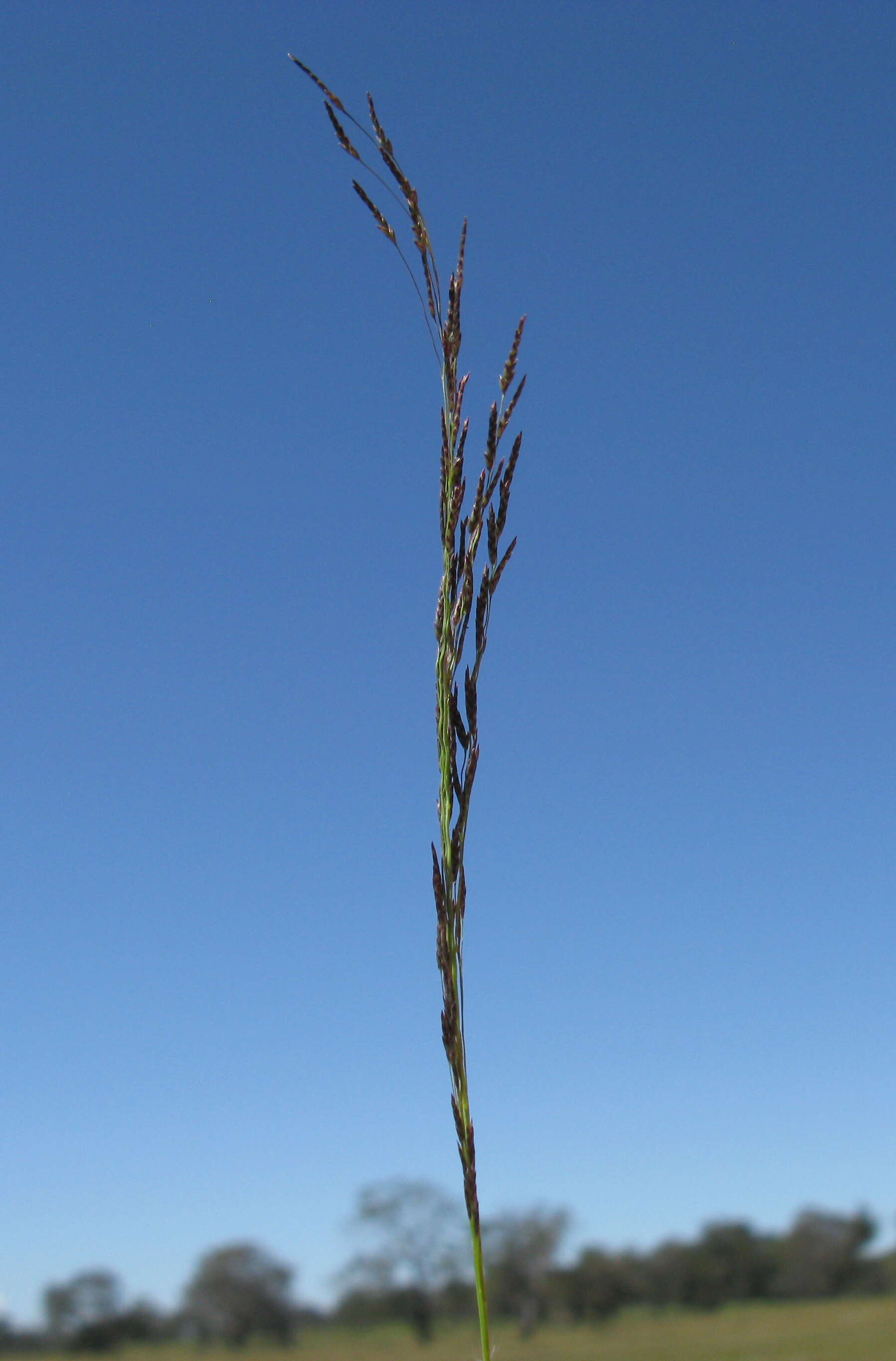 Image of Indian lovegrass